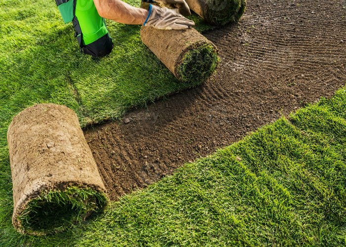 Natural Grass Turf Installation